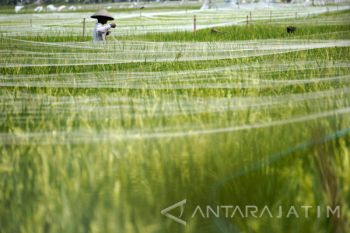 Memasang Jaring Anti Hama Burung