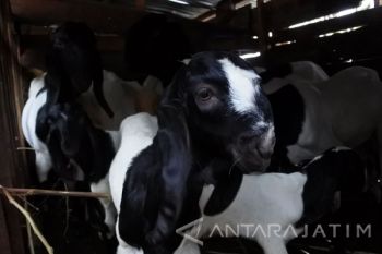 Sentra Kambing Etawa
