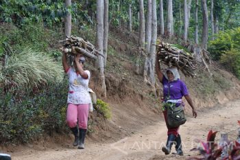 Mencari Kayu Bakar