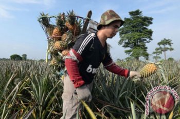 Lahan gambut OKI ditanami tanaman lokal
