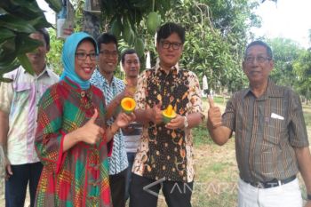 BPPT Rekayasa Perpanjangan Usia Mangga (Video)
