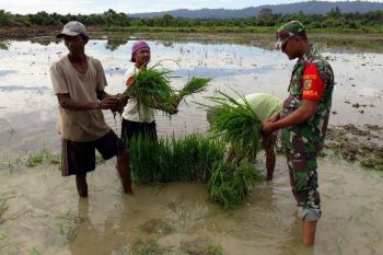 Babinsa Koramil Arso bantu petani tanam padi