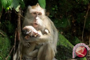 Dua pria diduga tembak satwa di konservasi Gunung Marapi