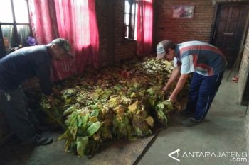 Harga Tembakau Turun, Petani Sumbing Mengeluh
