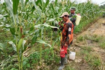 Babinsa Koramil Mapurujaya bantu petani merawat kebun jagung