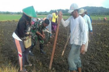 TNI Koramil Nimboran bantu petani tanam padi 
