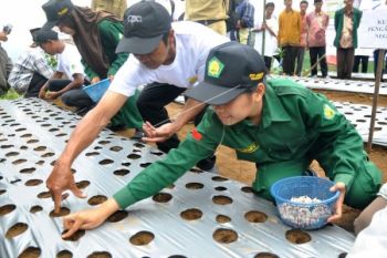 TANAM BIBIT BAWANG PUTIH