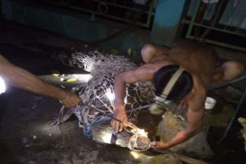 Masyarakat Samuda Tangkap Buaya di Halaman Rumah