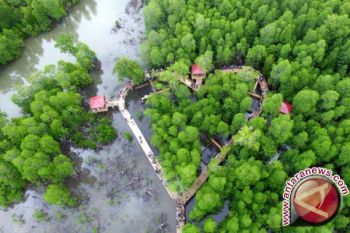 Nasib hutan mangrove kian menyedihkan 