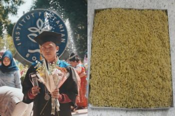 Wow! Mahasiswa IPB Ciptakan Beras Tiruan Dari Rumput Laut Dan Agar-Agar 