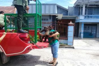 Warga Sampit Serahkan 2 Owa-owa ke BKSDA