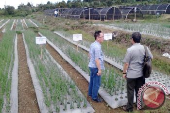Maksimalkan Produksi, BPTP Sumbar Kembangkan Bibit Bawang dari Biji