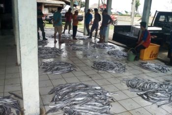 Tangkapan berkurang, harga ikan merangkak naik