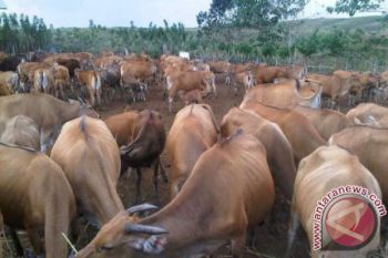 NTT target antarpulaukan 69.950 ekor sapi