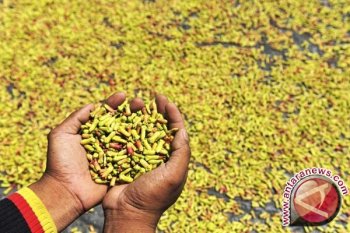 Petani Maluku  minta Disperindag bantu atasi anjloknya harga cengkih