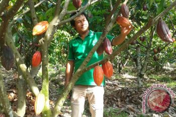 "Cocoa Doctor" Mars Tingkatkan Produksi Cokelat Berton-ton 