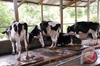 Unand Bina Peternak Lokal Tingkatkan Produksi