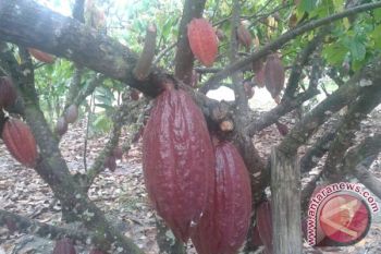 PT Mars Lahirkan 103 Kakao Jenis Baru 