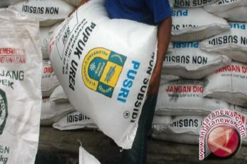 Petani Kakao Luwu Timur Kesulitan Pupuk 