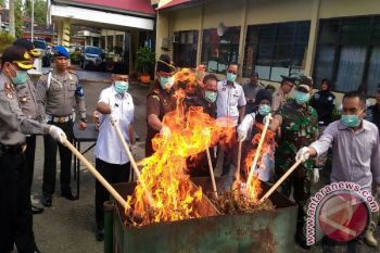 Polisi Pasaman Musnahkan Barang Bukti Sembilan Kilogram Ganja