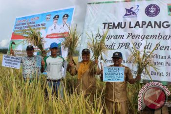'Padi Jokowi' Panen Perdana di Pasaman Barat