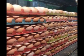 Pasokan Minim, Harga Telur di Temanggung Merangkak Naik 