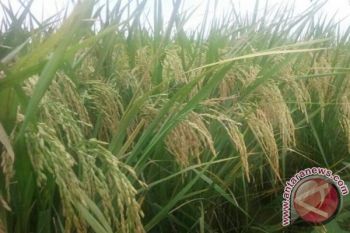 Batang Ancam Cabut Rekomendasi Agen Elpiji Nakal 