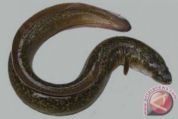 Pemkab Poso Bangun Kampung Sentra Ikan Sidat