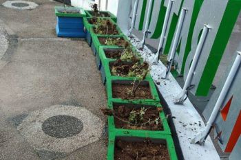 Pemkab Barito Utara Akan Bentuk Petugas Taman, Untuk Apa?