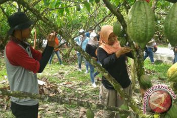 Mengintip Aktivitas Para Penghulu Kakao PT Mars  