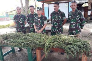 Satgas Yonif 410/Alugoro kembali temukan ladang ganja 