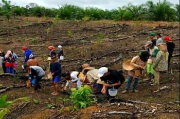 Warga Barito Utara Mulai Tanam Padi Ladang