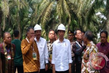 GAPKI: Peningkatan produktivitas kelapa sawit mendesak