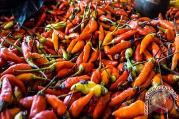 Harga cabai rawit di Kendari rp40.000/kg