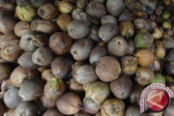 Petani Konawe Kepulauan Harap Kenaikan Harga Kelapa