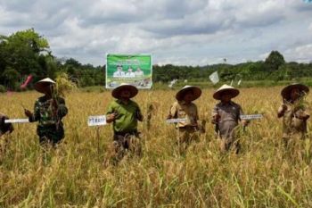 Panen Padi Bukti Berhasilnya Poktan Desa Kuntu