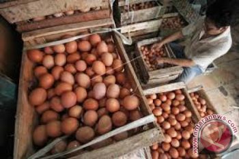 Naik, harga telur di Kendari