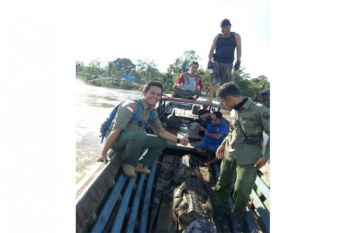 Ternyata! Buaya Terjerat Jala Warga di Danau Butong Berusia 15 Tahun 