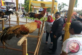 Selamatkan Spesies Ayam Langka, Pemkot Solok Gelar Lomba Ayam Kukuak Balenggek