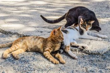 Peneliti : Anjing Memiliki Kemampuan Biologis Fleksibel Dibanding Kucing