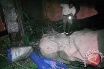 Truk Pembawa Dua Gajah TNWK Terguling