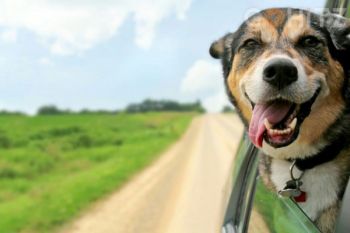 Tip Bepergian Dengan Anjing MenggunKan Mobil 