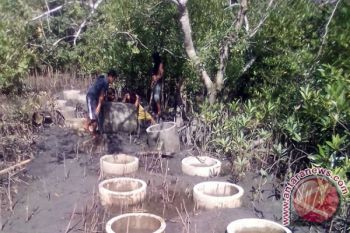 Pariaman Gov't Submits Mangrove Tracking Management To Community