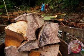 Meningkat, permintaan sagu basah luar Sultra