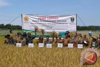 Kelompok Tani di Padangpariaman Panen Padi Organik Bantuan Kementan