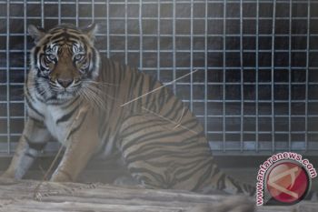 Dua ekor harimau sumatera dikonfirmasi BBKSDA muncul di Pelalawan