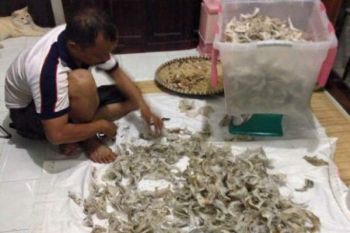 Pengusaha Walet di Barut Keluhkan Harga Anjlok
