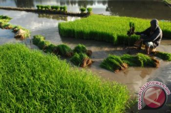 Nilai tukar petani Sulbar 108,89