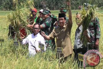 Kotim Hasilkan 9,9 Ton Gabah "Jarwo Super"