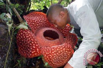Lokasi Tumbuhnya Raflesia di Agam Diusulkan Sebagai Pusat Penelitian